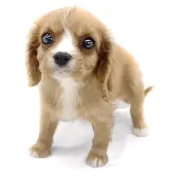 キャバリア・キングチャールズ・スパニエル