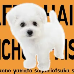 【 ビションフリーゼ 】カットスタイル沢山のオシャレわんこ！白い被毛のアフロ犬！