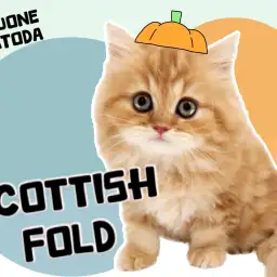 【 スコティッシュフォールド 】ドキッとしてしまう可愛さ!癒し系ガール登場