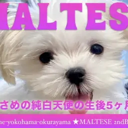 【 マルチーズ 】小さめサイズだけどビッグスマイルなマルちゃん2ndブログ!