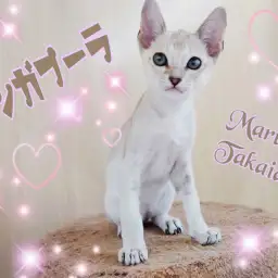 【 シンガプーラ 】世界最小にゃんこは高井戸イチのあまえんぼ！