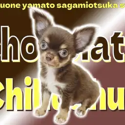 【 チワワ 】ビターで甘いチョコレートカラーに身を包んだ小さめサイズのチワワ！