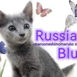 【 ロシアンブルー 】光沢のあるブルーの被毛が美しい長年愛され続ける美猫降臨！