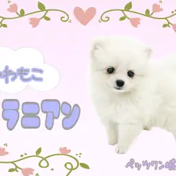 【 ポメラニアン 】わたあめちゃんがやって来た！！