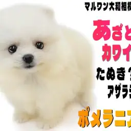 【 ポメラニアン 】閲覧数急上昇中のスターわんこ！大人気のあざらしポメが登場！
