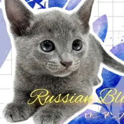 【 ロシアンブルー 】気品ある美しさにくぎ付け！ロシアンスマイル炸裂で皆様を虜に