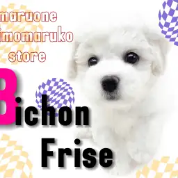 【 ビションフリーゼ 】注目集まる！美しい純白の被毛を持つ穏やかな女の子！