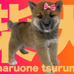 【 柴犬 】これぞ和犬!可愛くも凛々しい女の子!