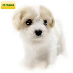 MIX（キャバリアキングチャールズスパニエル×ビションフリーゼ）