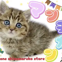 【 マンチカン 】やっぱり可愛い愛されキャット！短足タイプの癒し系はボクのこと！