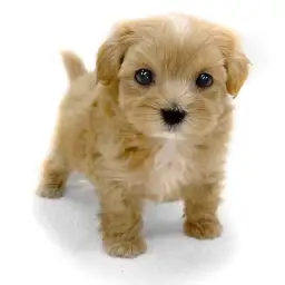 MIX（トイプードル×マルチーズ）