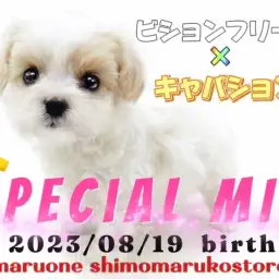 【 MIX 】貴重クォーター犬現る!ビションとキャバションが両親の女の子!