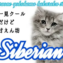 【 サイベリアン 】猫アレルギーの方必見!!犬のような性格を持つ甘えん坊にゃんこ