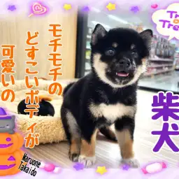 【 柴犬 】これぞ柴犬！もっちりサイズのニコニコ柴登場！