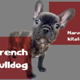 【 フレンチブルドック 】あなたを笑顔にして見せます！ぺちゃ顔界のプリンス登場！
