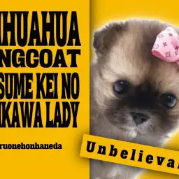 【 チワワ 】コツメカワウソ系!?フォーンカラーの可愛すぎる逸材!