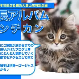 【 マンチカン 】ドールフェイスの超美形ニャンコ!マンチカンちゃんの成長日記