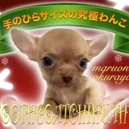 【 スムースコートチワワ 】5年ぶりにやってきた!手のひらサイズの究極わんこ!