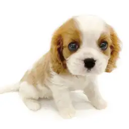キャバリア・キングチャールズ・スパニエル