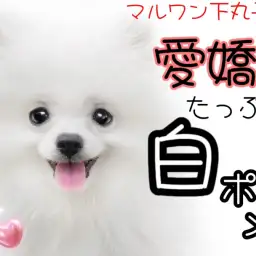 【 ポメラニアン 】アイドル確定！満天の笑顔で幸せを運ぶ白ポメプリンス降臨！