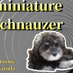 【 ミニチュアシュナウザー 】生後3か月たった今!美しさへの成長が止まらない!