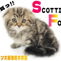 【 スコティッシュフォールド 】心をくすぐる垂れ耳&丸顔の美形にゃんこが登場!