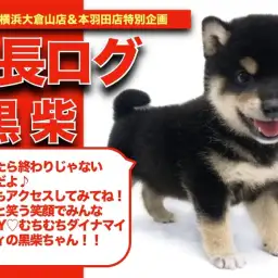 【 クロちゃんの成長アルバム 】笑顔炸裂!ムチコロボディ!黒柴ちゃんの成長記!