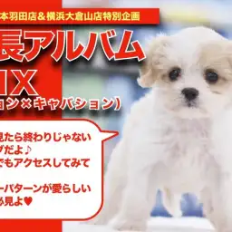 【 MIX 】ビション×キャバションちゃんのゲキカワ成長アルバム