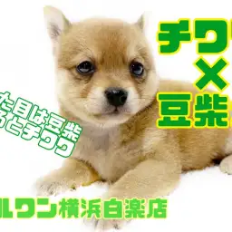 【 MIX 】見た目は豆柴、触り心地はチワワ！？激レアMIXがやってきた！