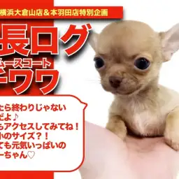 【 スムチーちゃんの成長アルバム 】極小!珍しいスムースコートチワワちゃんの成長記!