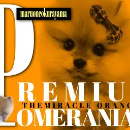 【 ポメラニアン 】スーパーウルトラ級のプレミアムなたぬきポメラニアン!!!