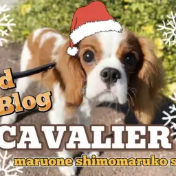 【 キャバリア 】愛されキャラNo.1！生後半年を迎えたお散歩上手な3rdブログ