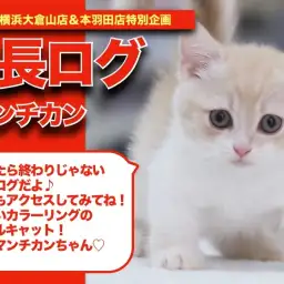 【マンチちゃんの成長ブログ 】柔らかカラーのパステル系キャット!短足マンチカンちゃんの成長記!