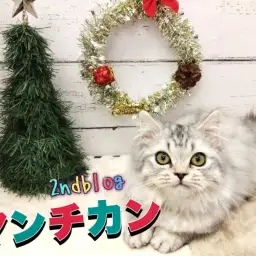 【 マンチカン 】マイペース度UP！生後4ヶ月を迎えた癒し系マンチカンの成長記録