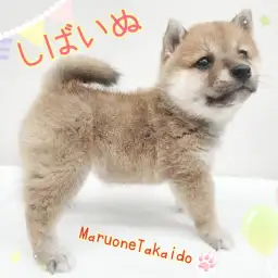 【 柴犬 】もっちりどすこいボディののんびり屋！