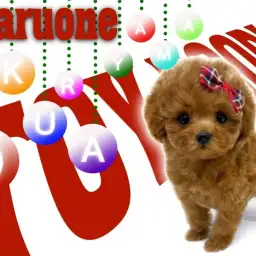 【 トイプードル 】アイドルフェイスな女の子！コンパクトサイズに成長中！