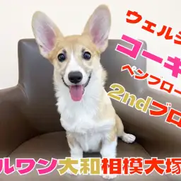 【 ウェルシュコーギー 】愛らしさ満点短足ガール!ちょこっと成長した姿をお届け!