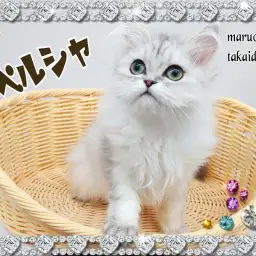 【 ペルシャ 】ちびっこサイズはそのまま！可愛く成長中！