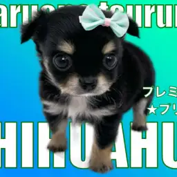 【 チワワ 】マルワンプレミアム認定のブラックタンのプリンス!