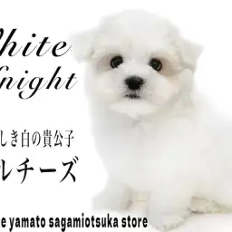 【 マルチーズ 】愛くるしい愛玩犬!ホワイトカラーの白の貴公子はアナタの癒し担当