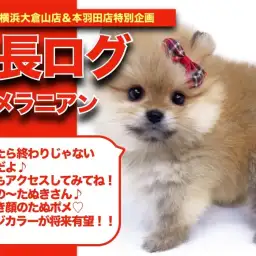 【 ぽんぽんの成長アルバム 】超たぬき顔のたぬポメちゃんの成長記！