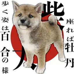 【 柴犬 】花の様に逞しく凛々しい、日本屈指の和の心を持つ犬は私で間違いなし！