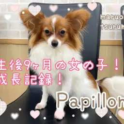 【 パピヨン 】生後9ヶ月の女の子!成長記録!