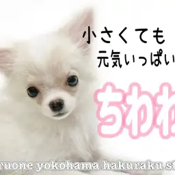 【 チワワ 】小さめチワワちゃん、将来は芸達者？！生後4ヶ月のパワフルわんこ