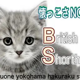 【 ブリティッシュショートヘア 】外見も性格もパーフェクトな超甘えん坊ニャンコ！