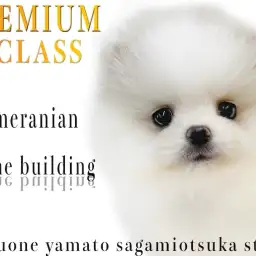 【 ポメラニアン 】マルワンプレミアム認定!人気、可愛さ圧倒的なシロクマ系!