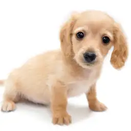 カニンヘン・ダックスフント