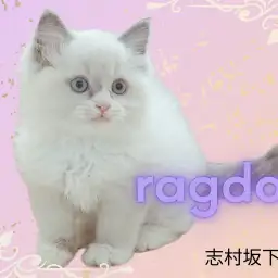 【 ラグドール 】みんなの注目を独り占め！！青い瞳の貴公子が登場♪