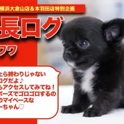 【 黒チワワちゃんの成長アルバム】マイペースなまったりくろちーちゃんの成長記!