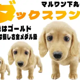 【 ミニチュアダックスフント 】おっとりマイペースな末っ子キャラの男の子!